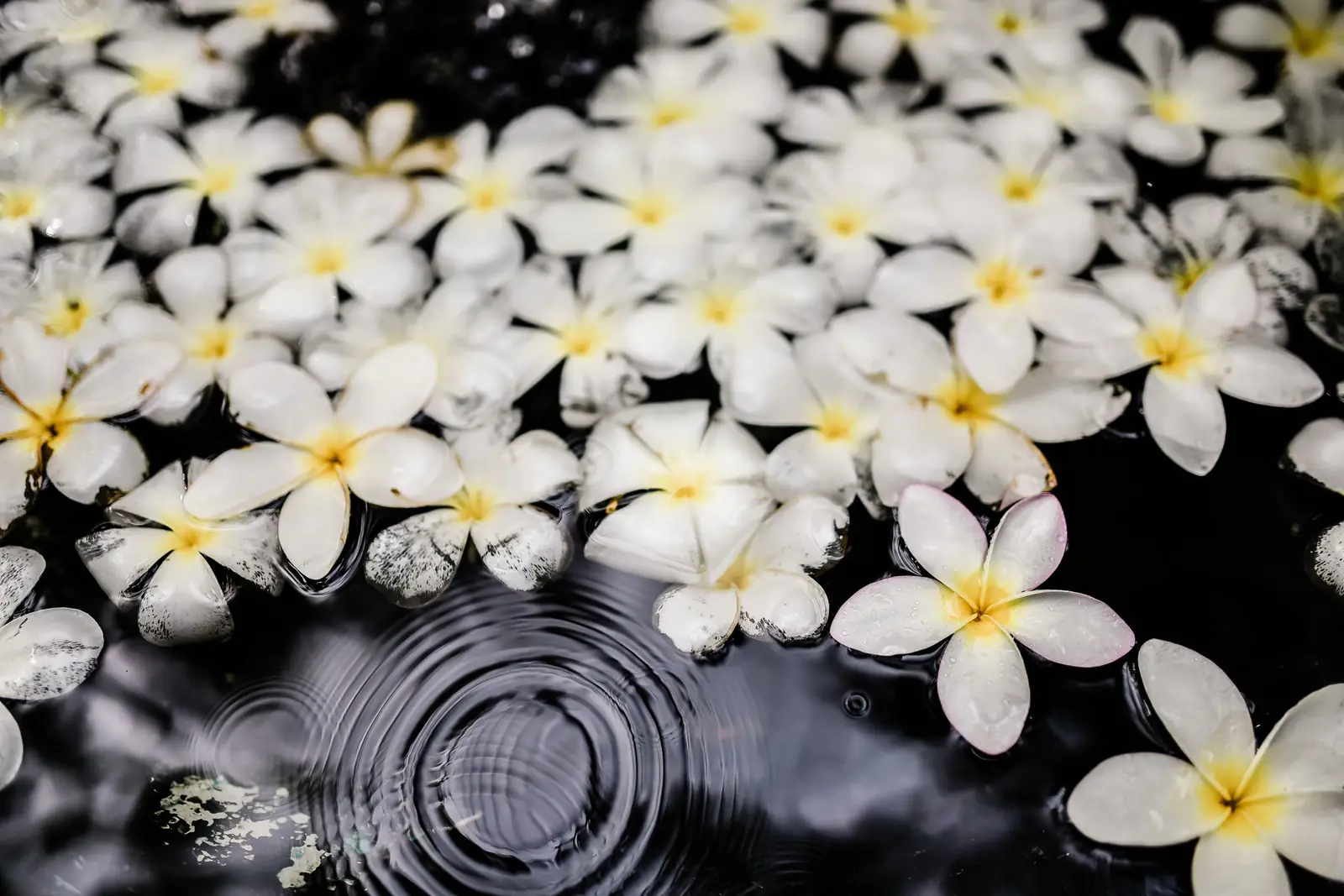 Serene white flowers floating on rippling water create a tranquil scene.